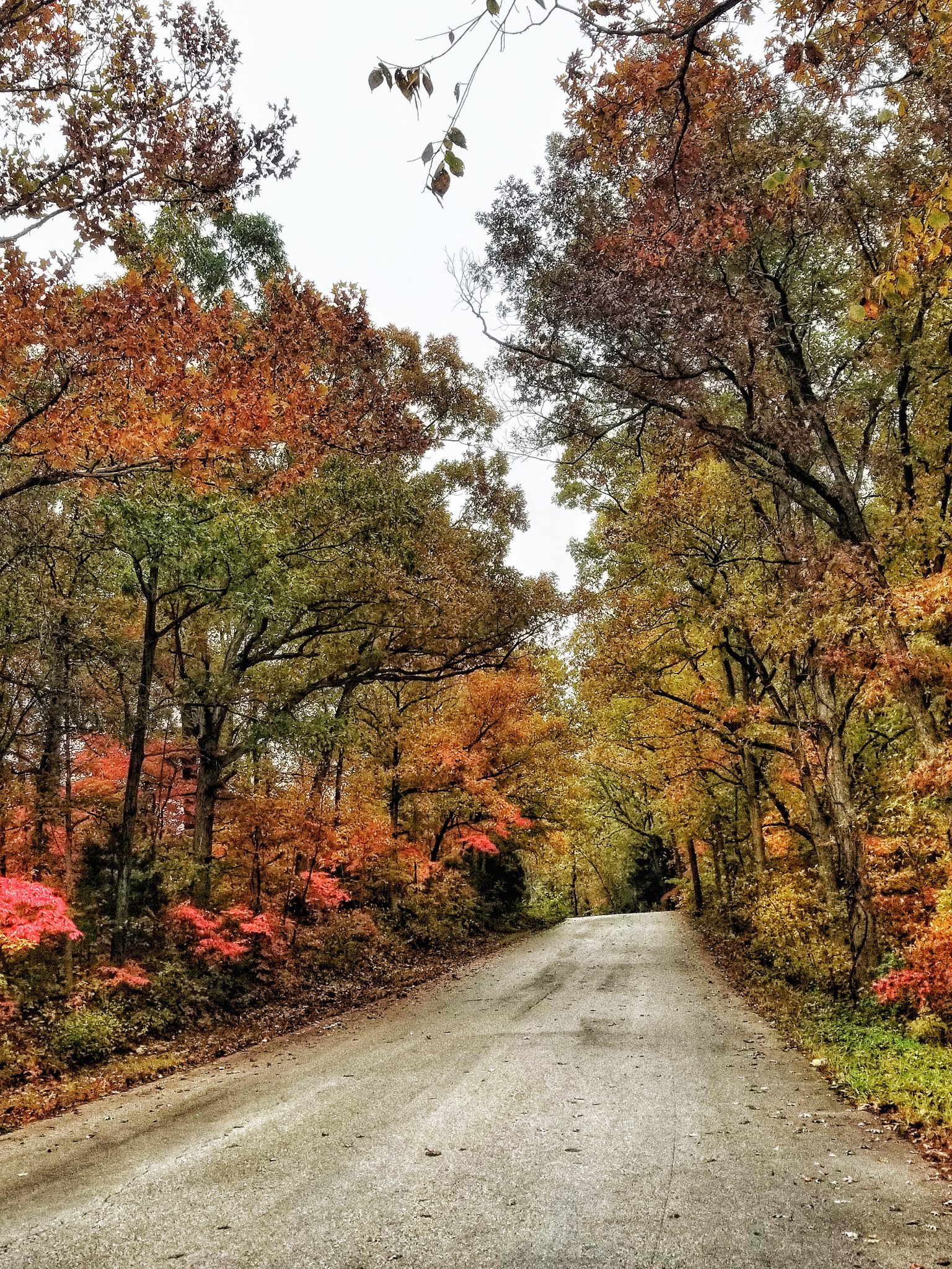 November Fall Family Bucket List Printable - For the Love of Food